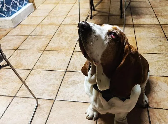 Hotel San Desiderio Rapallo